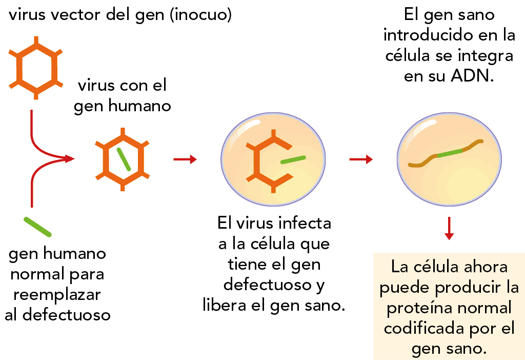 Proceso de la terapia génica